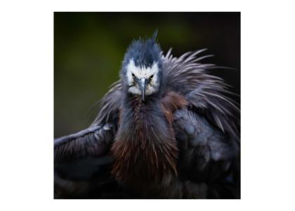 Angry Heron