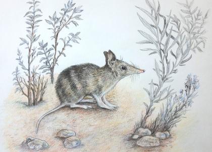 The final drawing of the bandicoot, surrounded by its natural habitat. 
