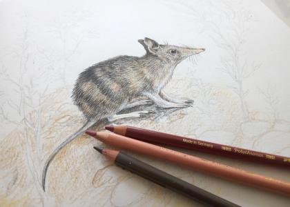 A close up sketch of a bandicoot, the pencils used are laying ontop of the drawing. 
