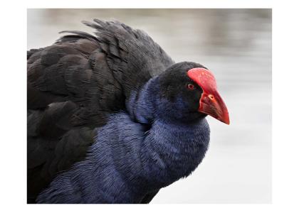 Big black and blue bird with red beak